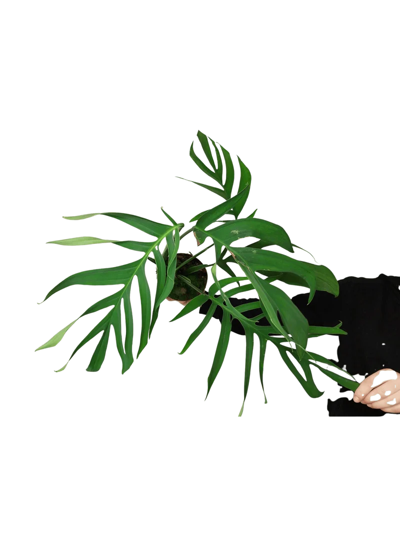 Monstera Croatii