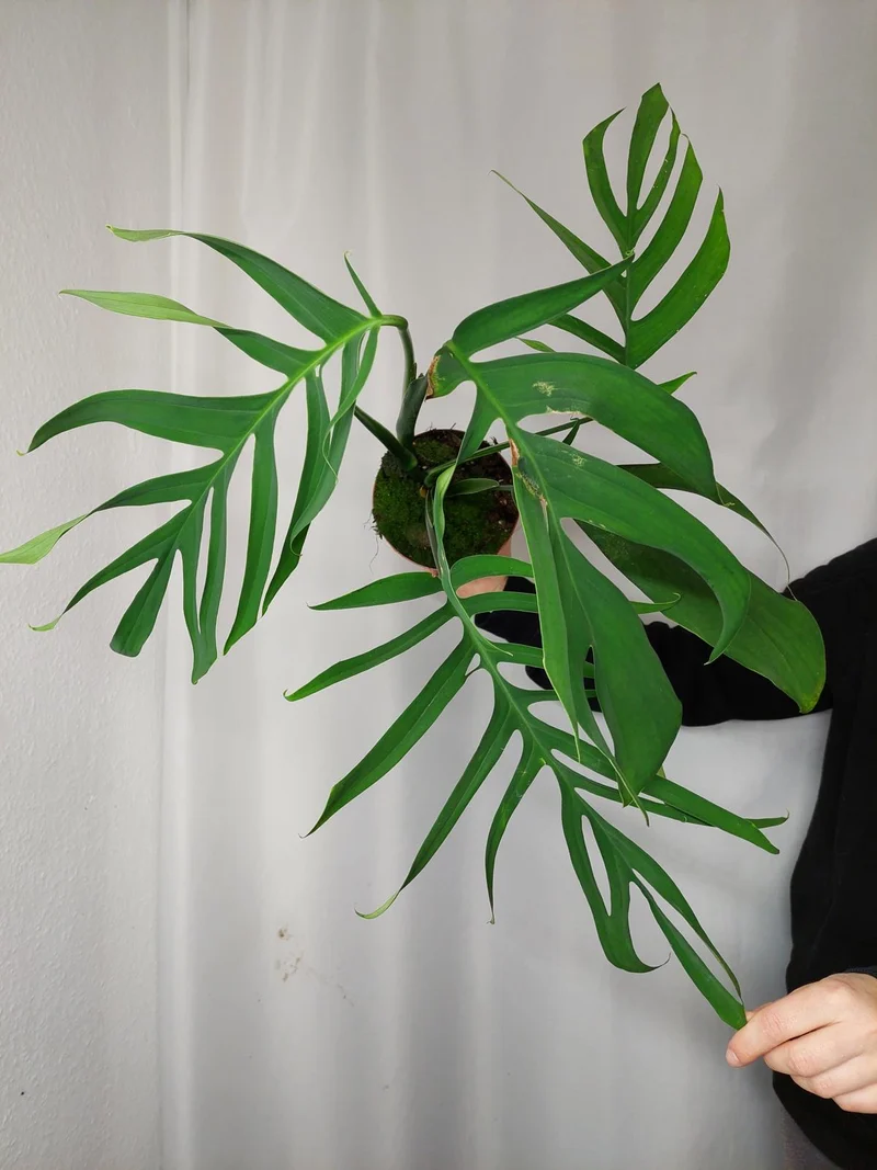 Monstera Croatii