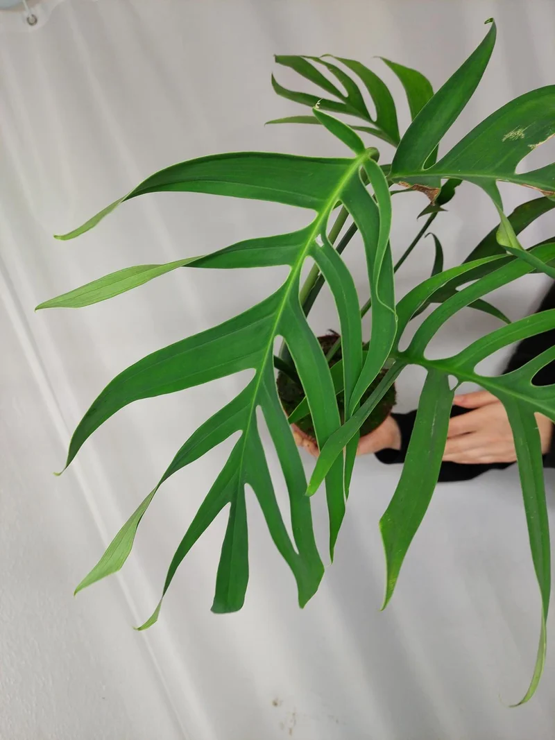Monstera Croatii