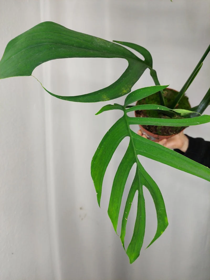Monstera Croatii