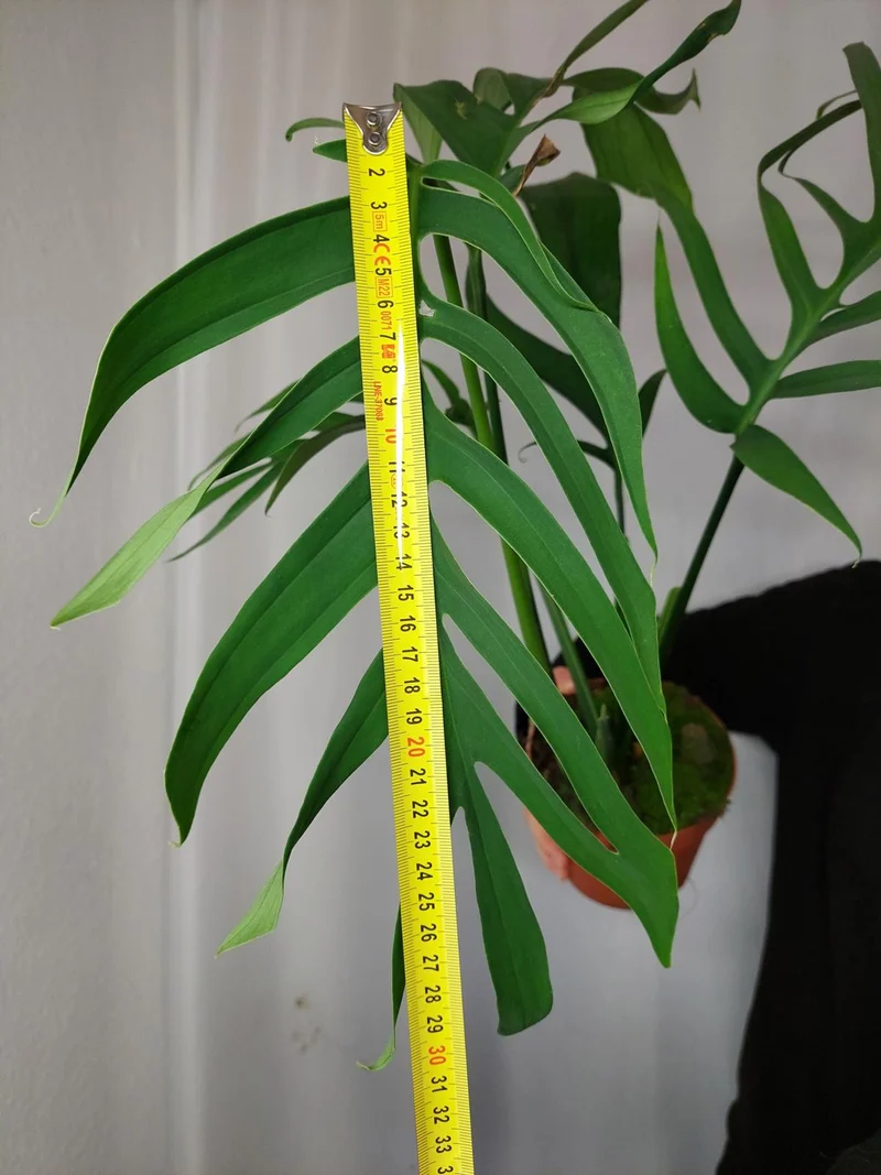 Monstera Croatii