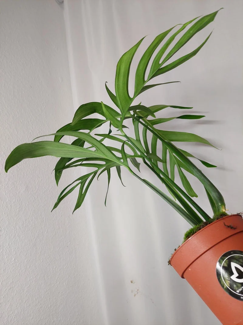 Monstera Croatii
