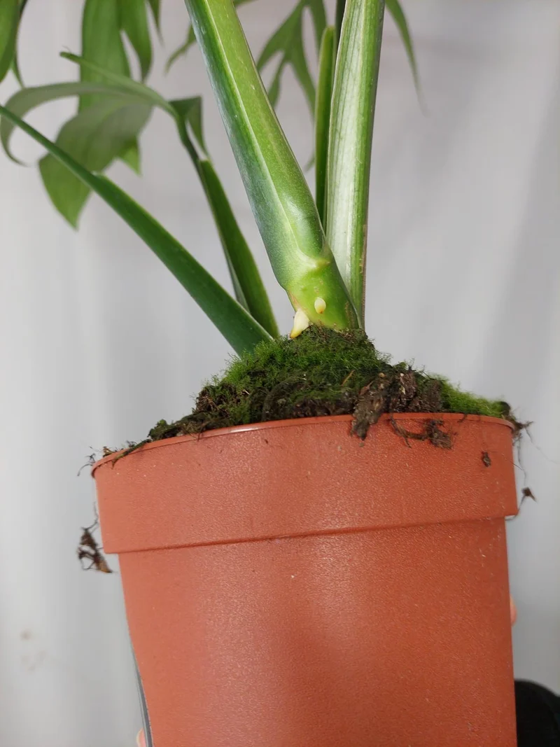 Monstera Croatii
