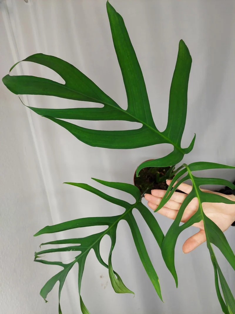 Monstera Croatii