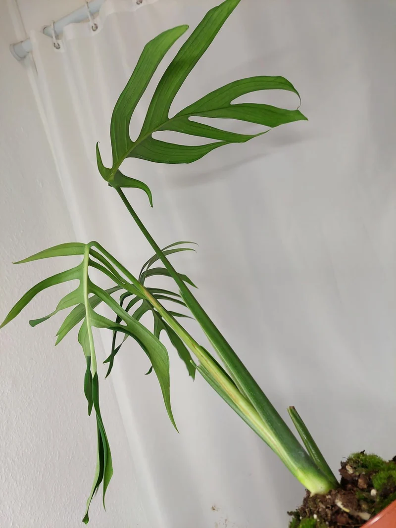 Monstera Croatii