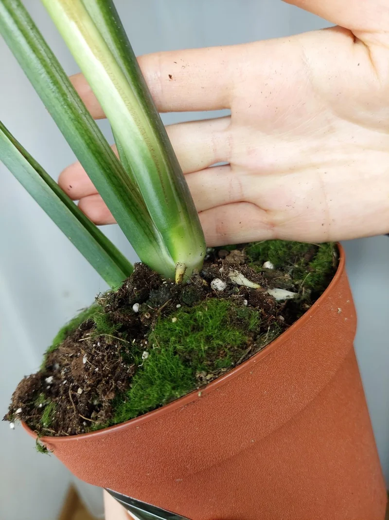 Monstera Croatii