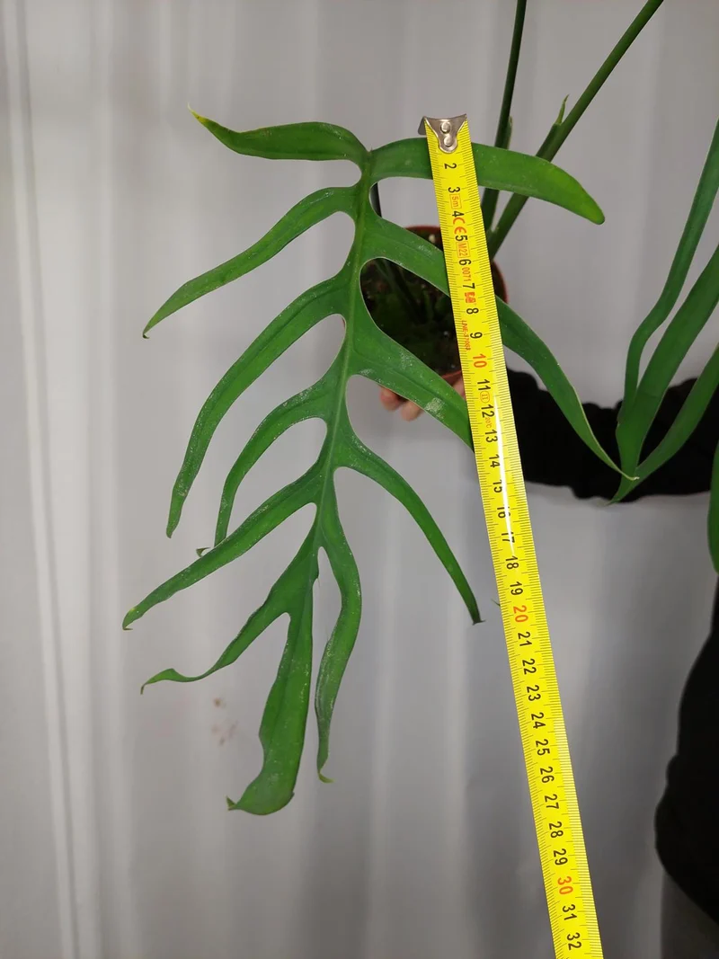 Monstera Croatii