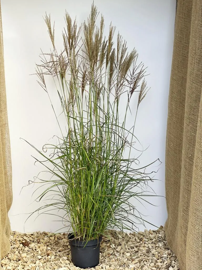 Chinaschilf 'Ferner Osten' - Topf/Containerpflanze