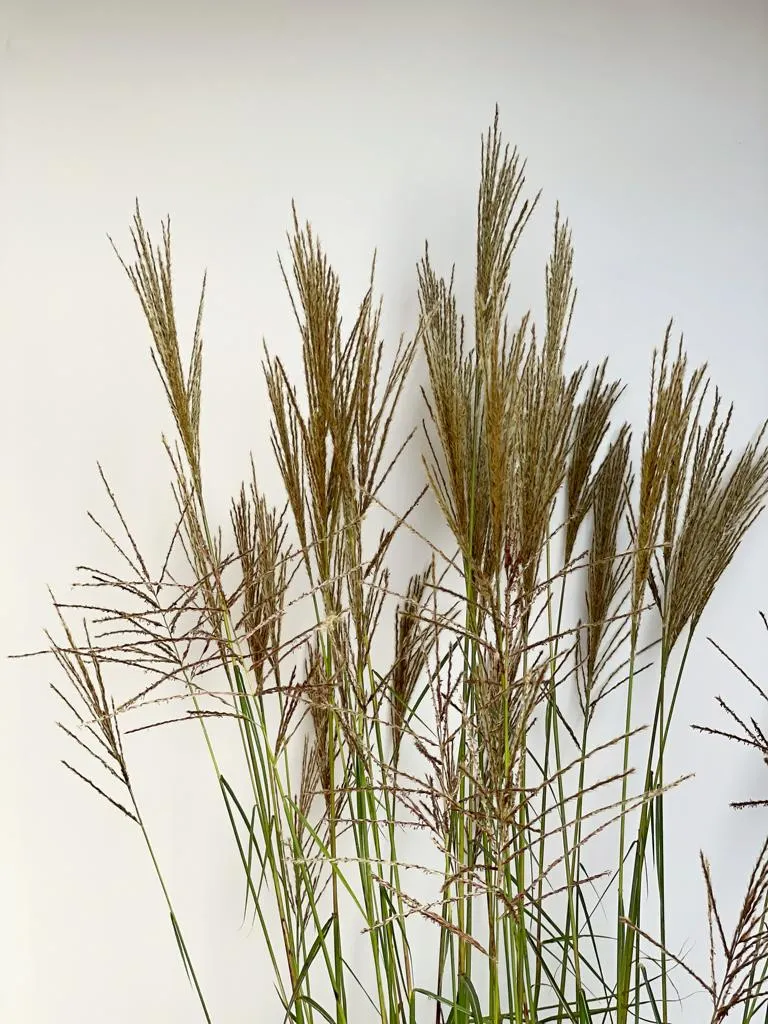 Chinaschilf 'Ferner Osten' - Topf/Containerpflanze