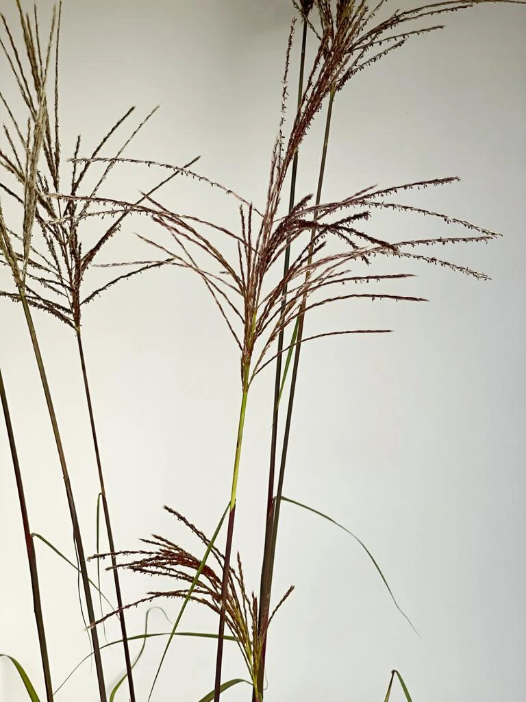 Chinaschilf 'Flamingo' - Topf/Containerpflanze