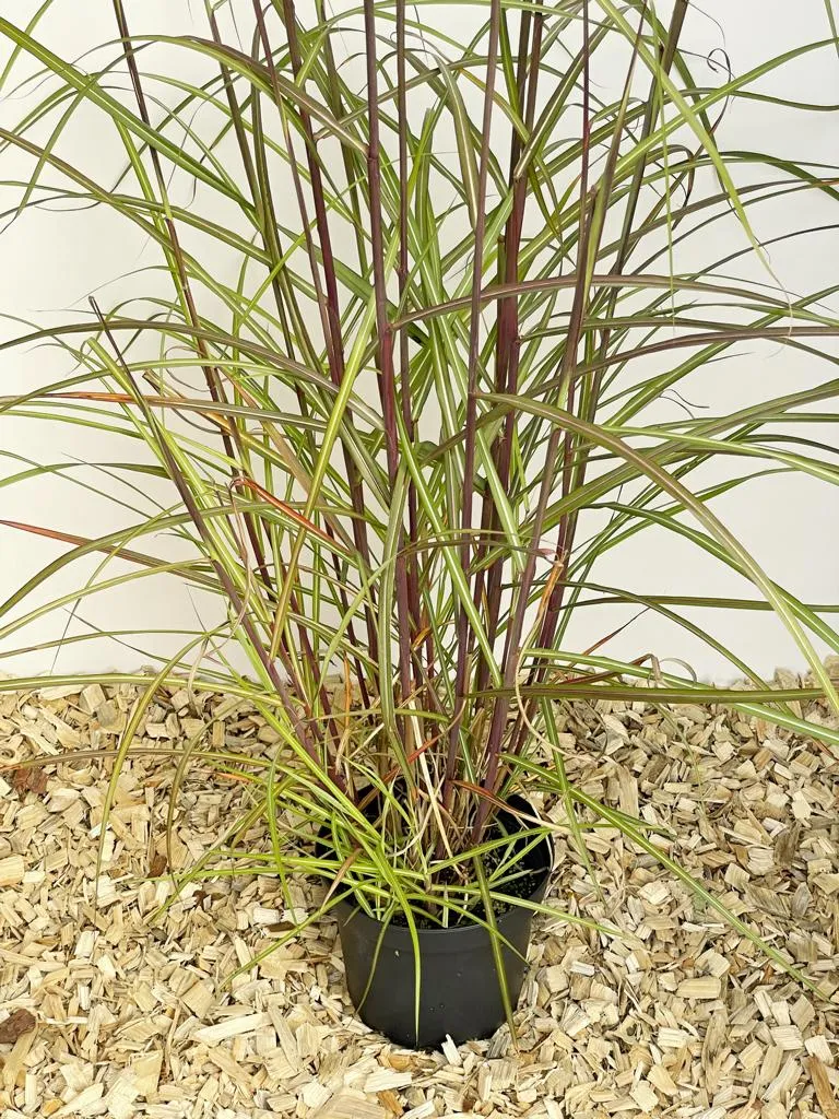 Chinaschilf 'Flamingo' - Topf/Containerpflanze