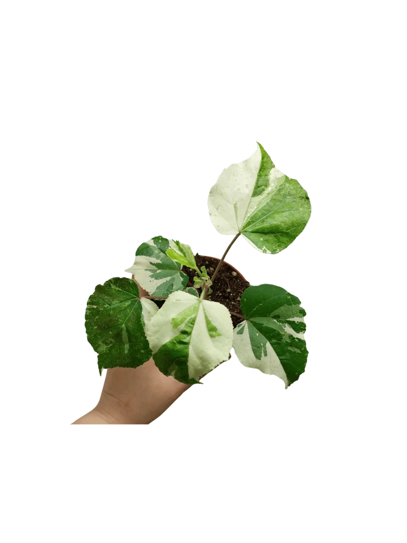 Hibiscus Variegata