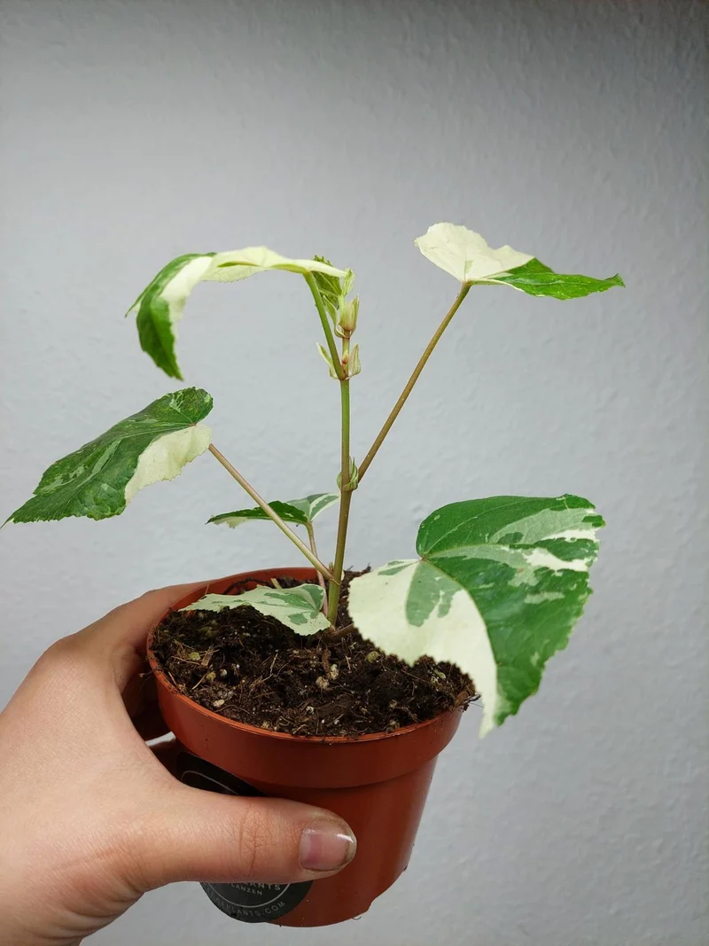 Hibiscus Variegata