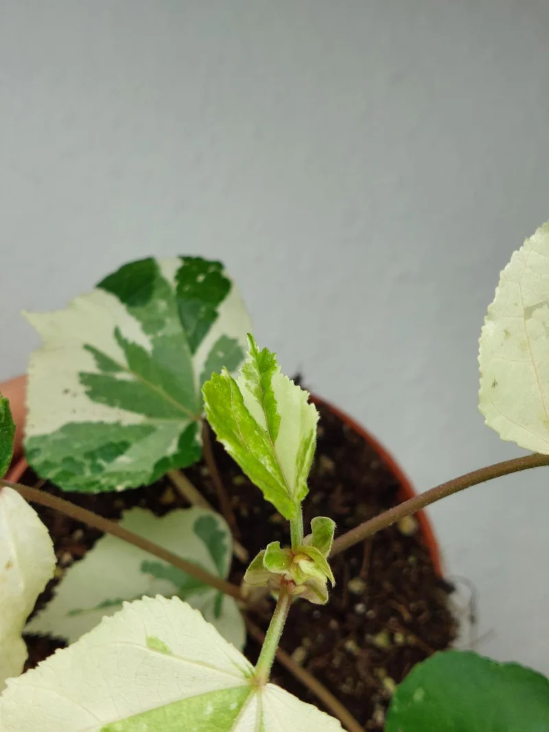 Hibiscus Variegata