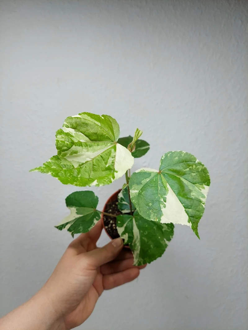 Hibiscus Variegata