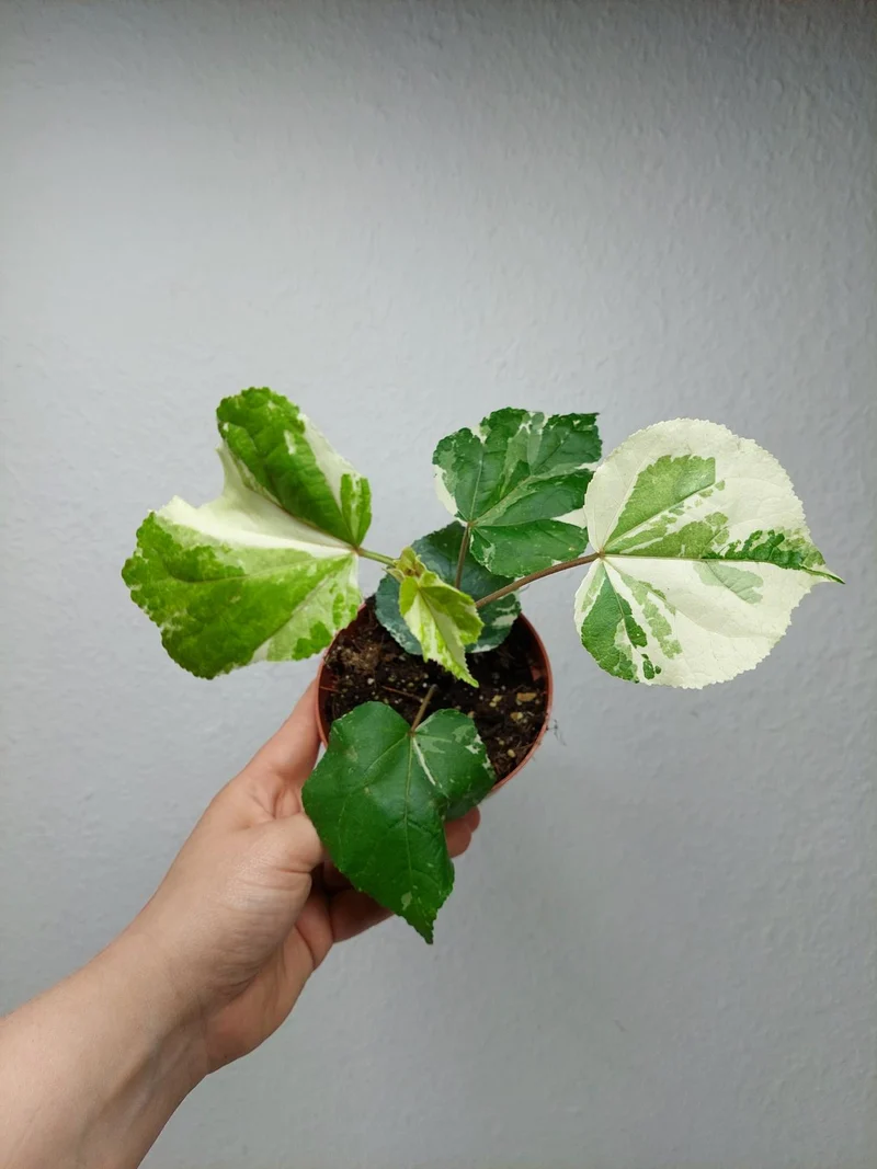 Hibiscus Variegata