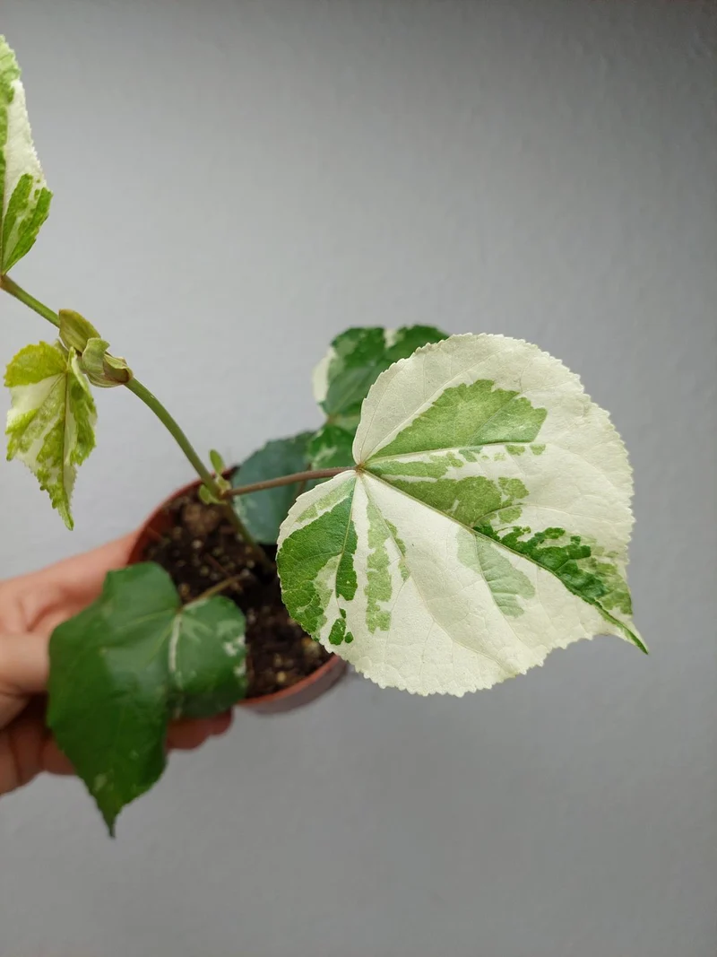 Hibiscus Variegata