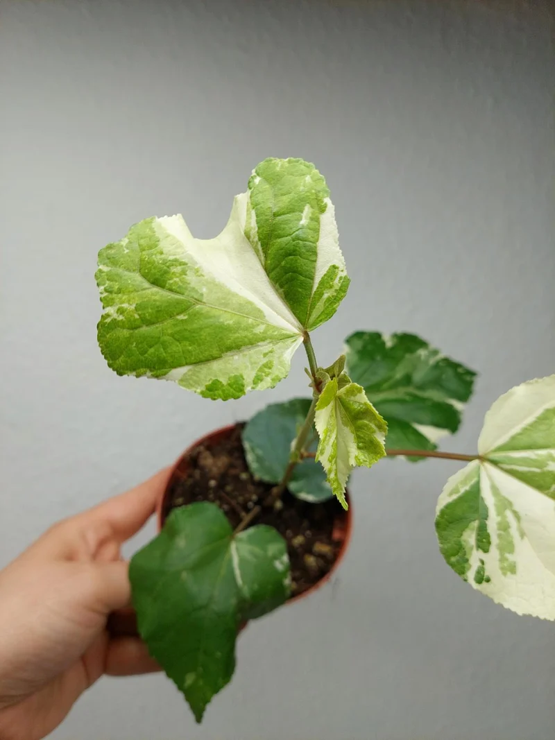Hibiscus Variegata