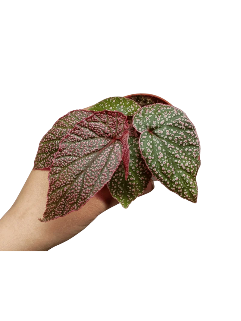 Begonia Morris