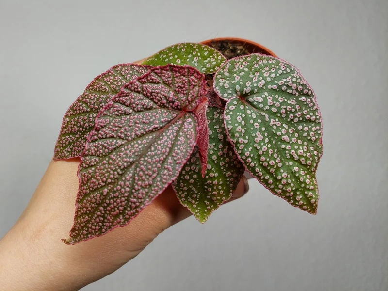 Begonia Morris