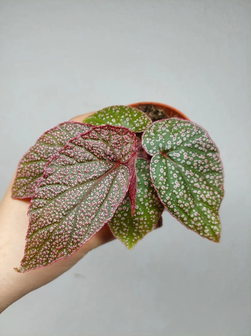Begonia Morris