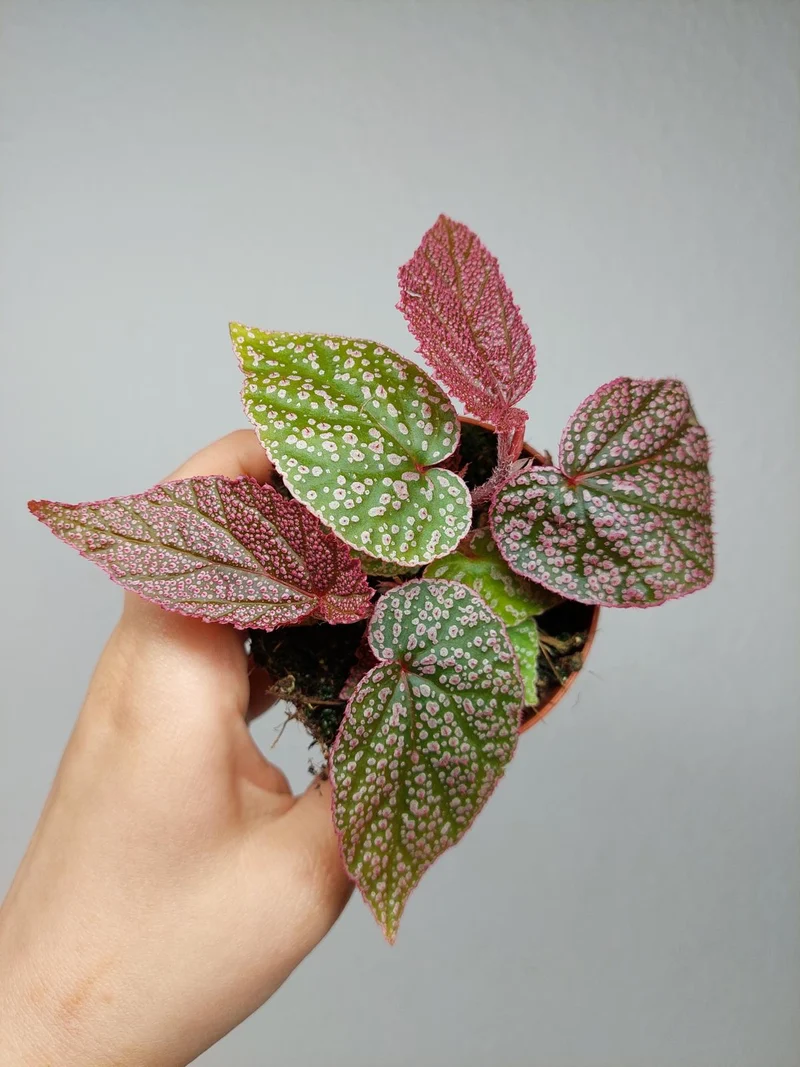Begonia Morris