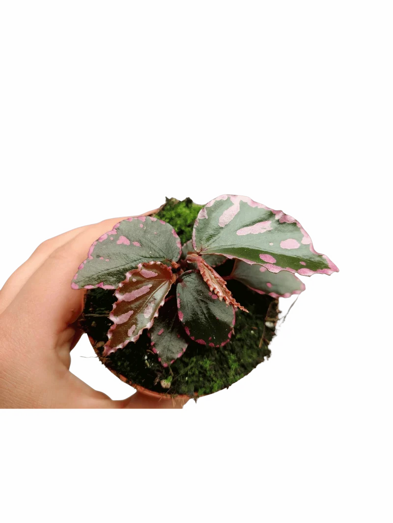 Begonia Julau