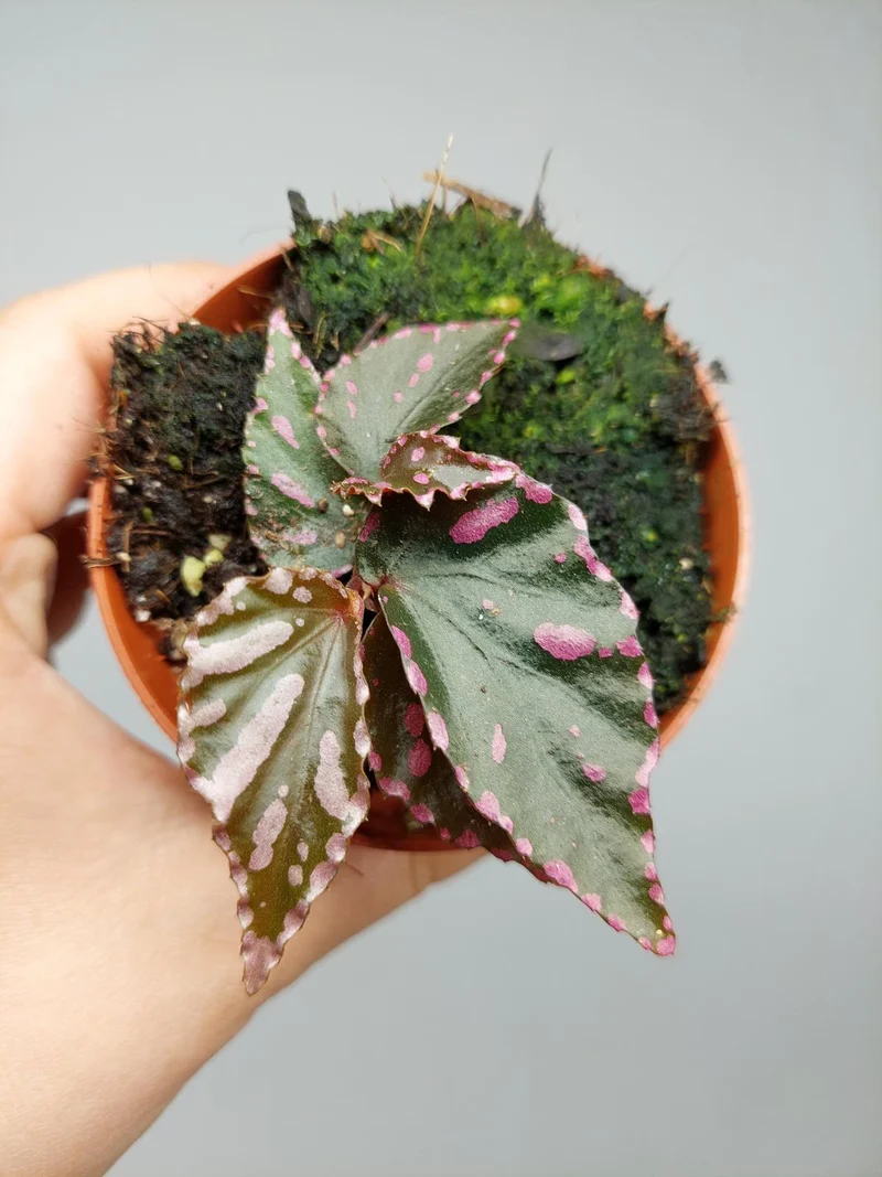 Begonia Julau