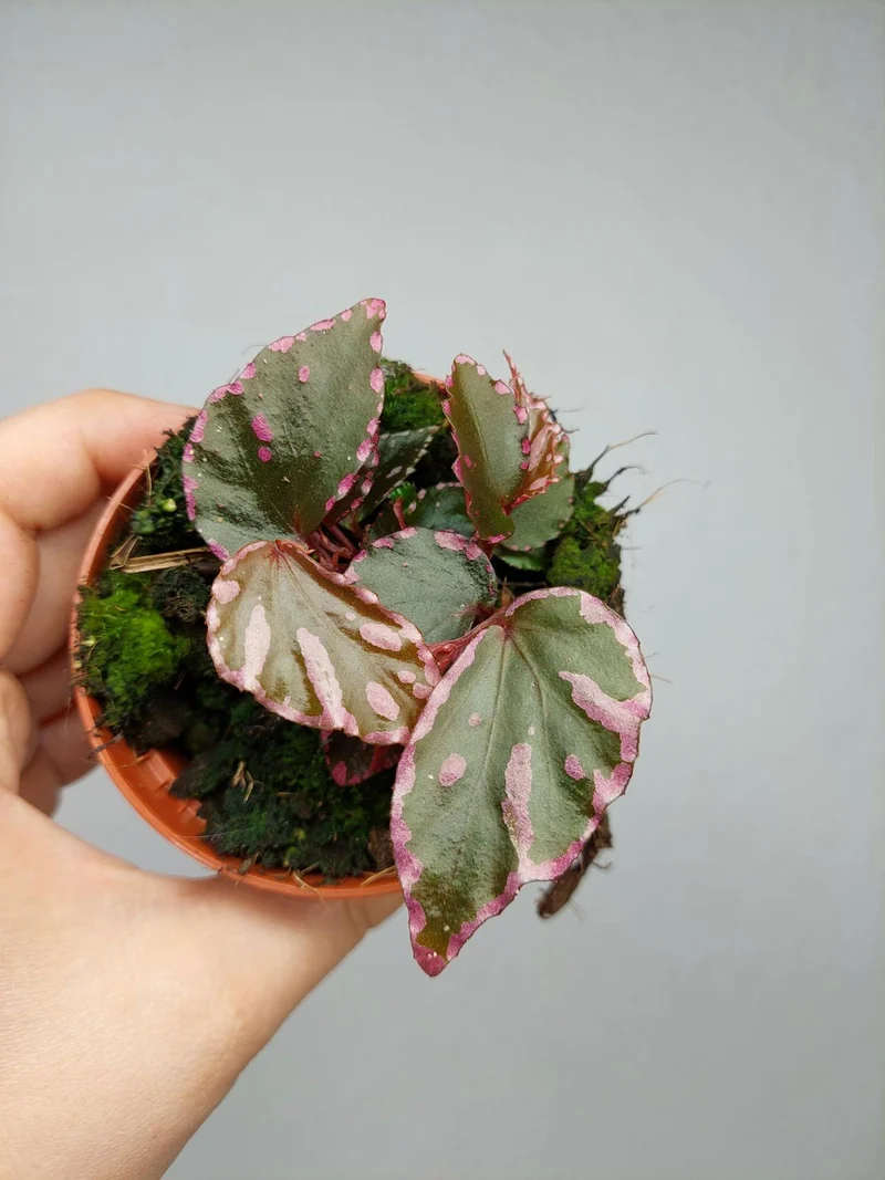 Begonia Julau