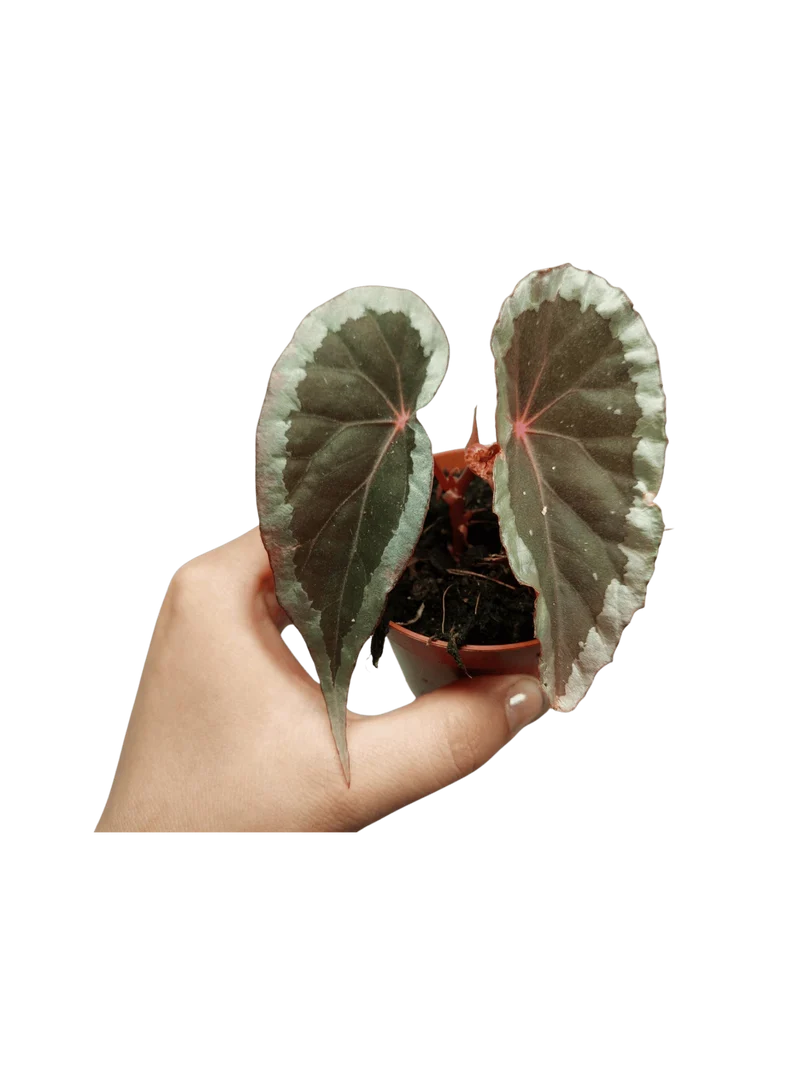Begonia Baramensis
