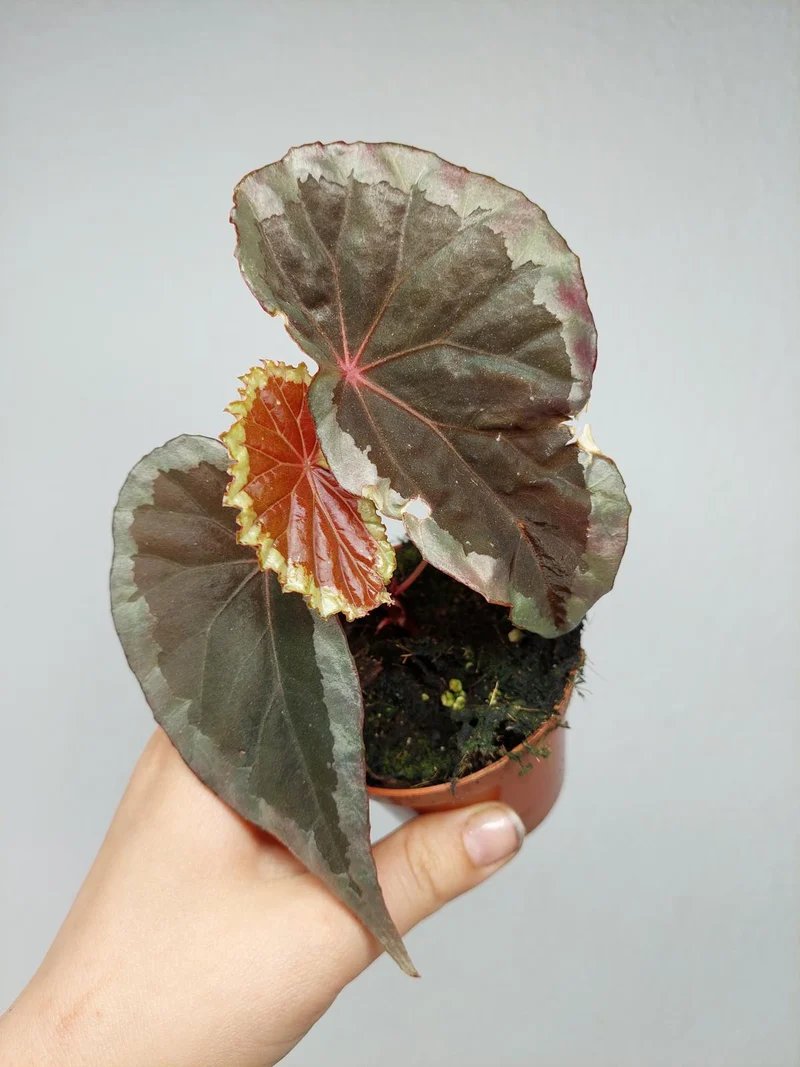 Begonia Baramensis