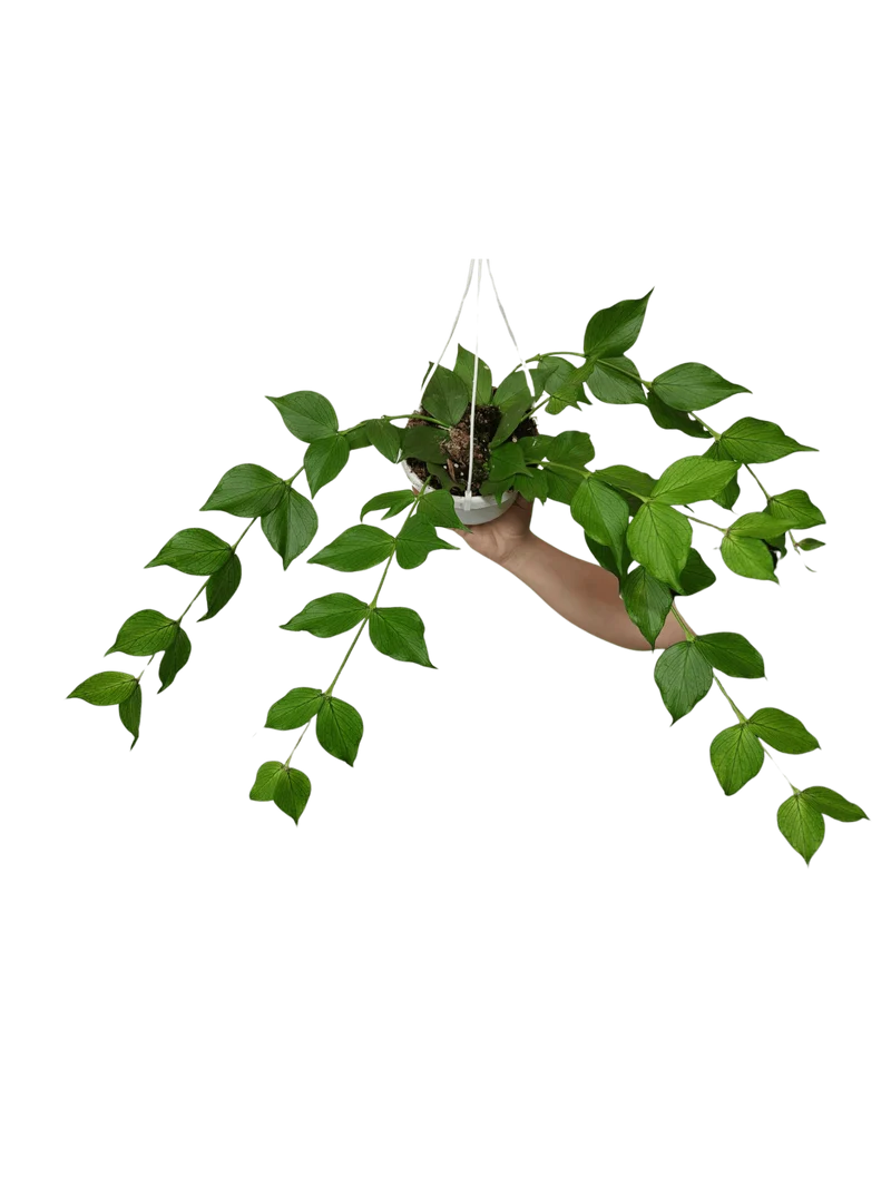 Hoya Polyneura Hängetopf