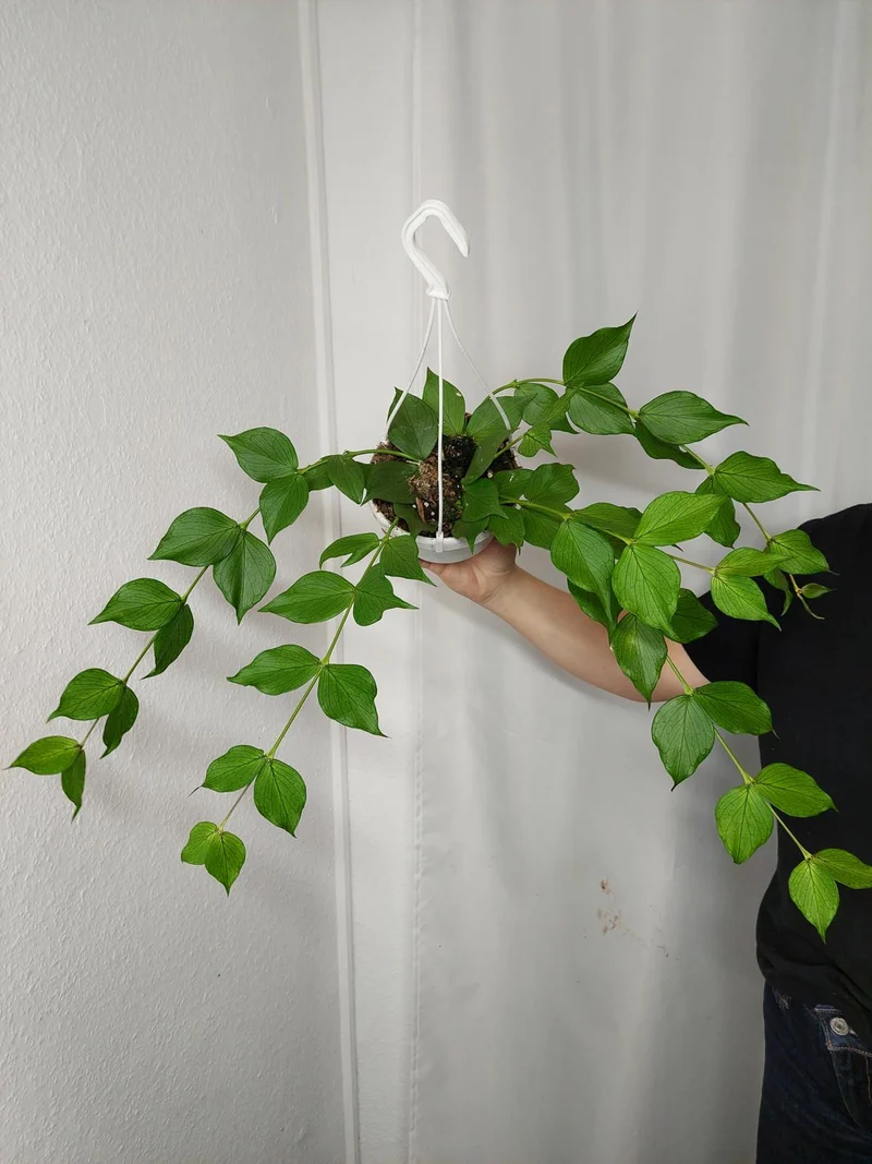 Hoya Polyneura Hängetopf