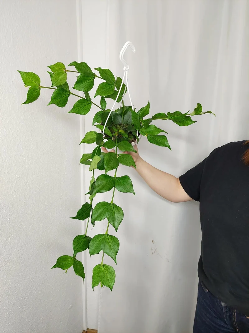 Hoya Polyneura Hängetopf