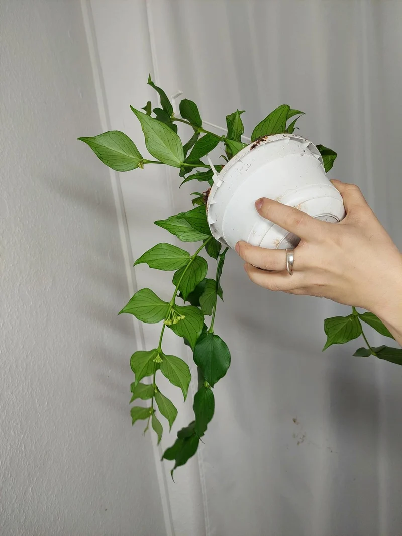 Hoya Polyneura Hängetopf
