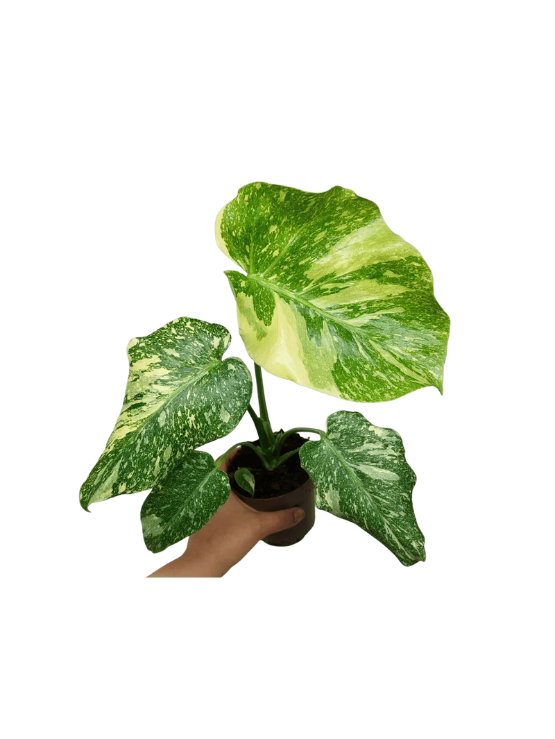 Monstera Thai Creme Brulee