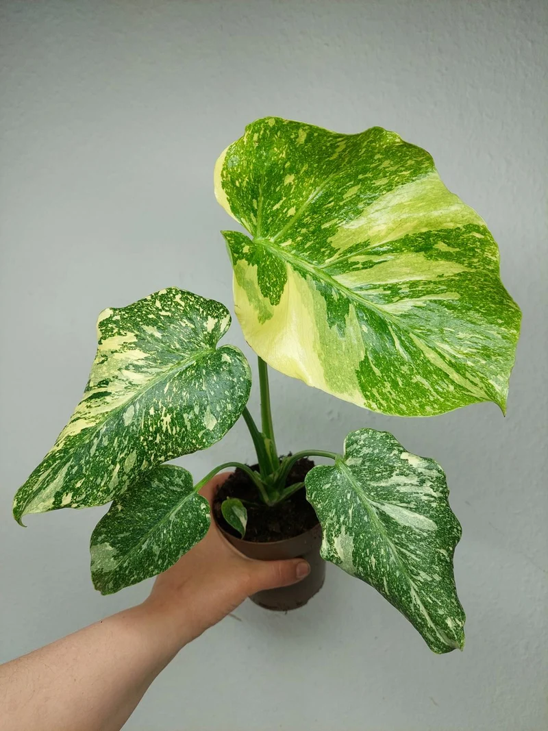 Monstera Thai Creme Brulee