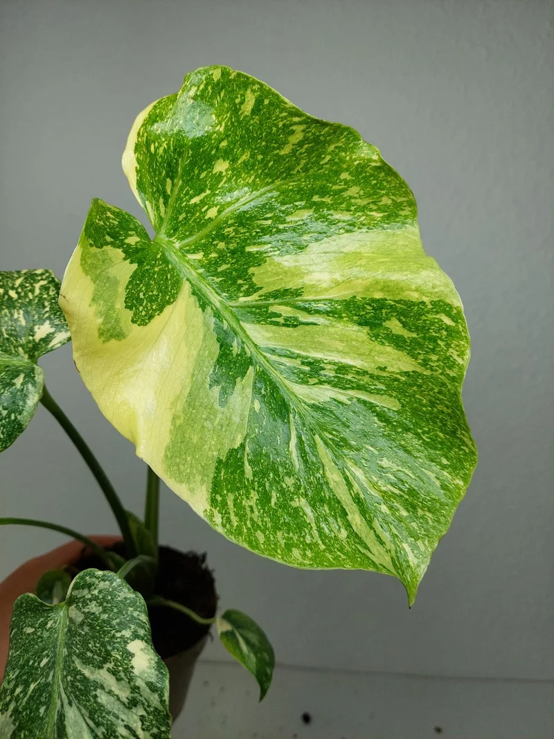 Monstera Thai Creme Brulee