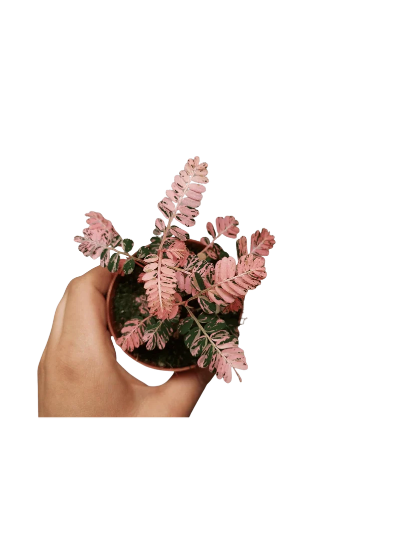 Phyllanthus Urinaria Pink Variegata