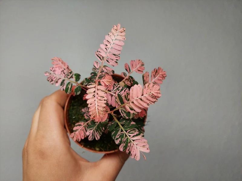 Phyllanthus Urinaria Pink Variegata