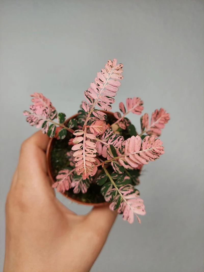 Phyllanthus Urinaria Pink Variegata