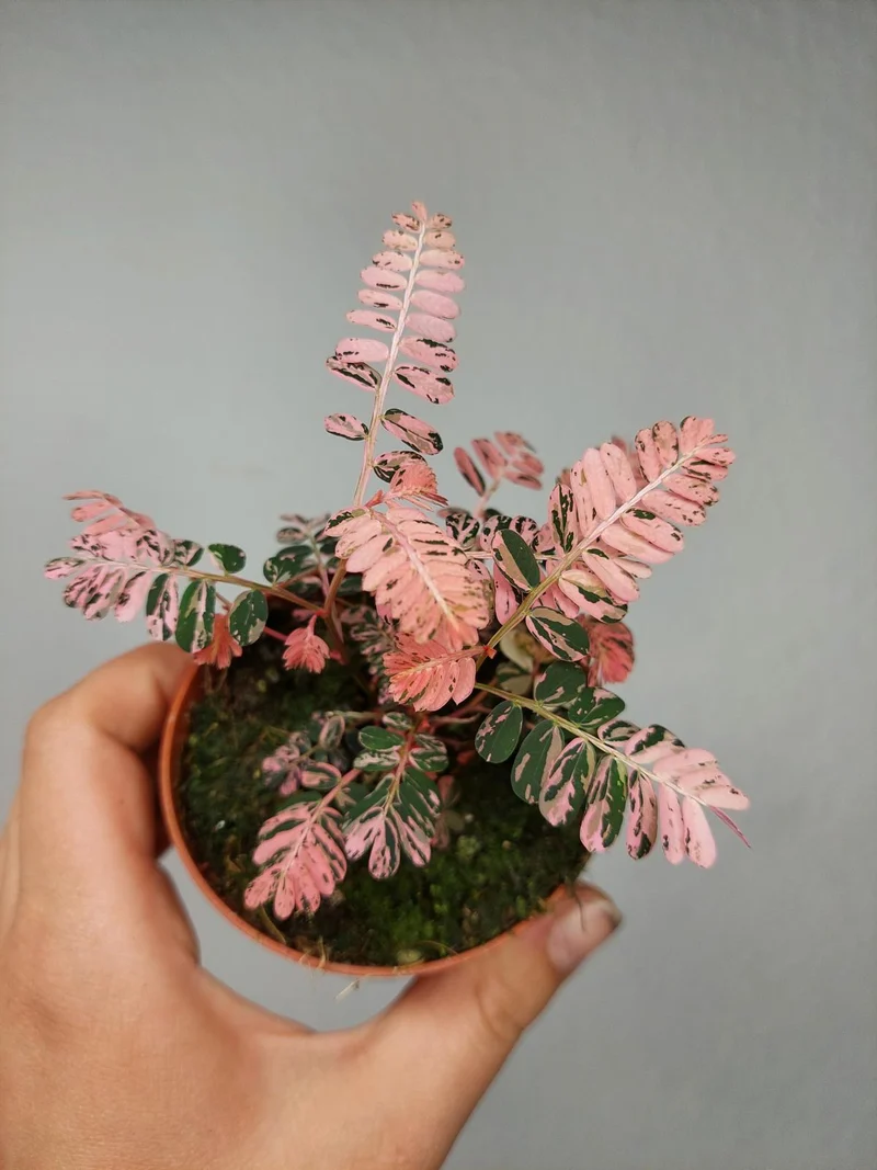 Phyllanthus Urinaria Pink Variegata