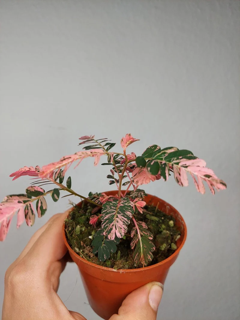 Phyllanthus Urinaria Pink Variegata