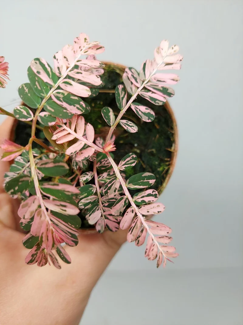 Phyllanthus Urinaria Pink Variegata