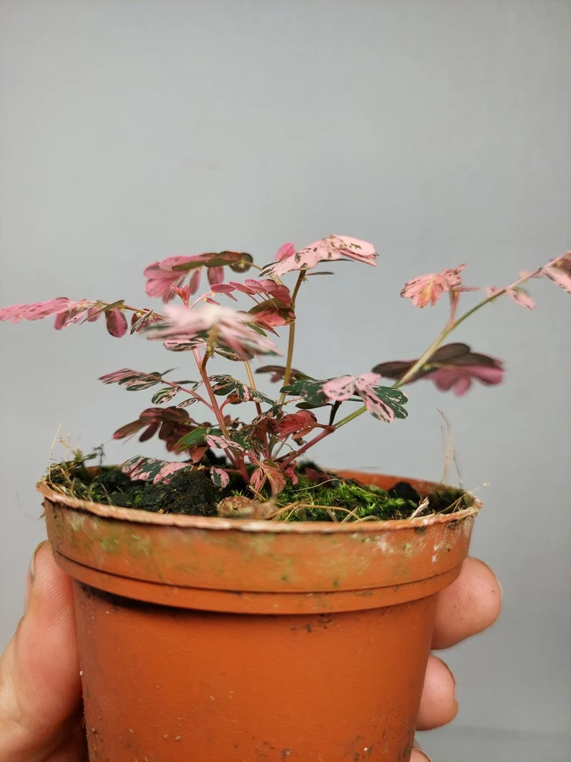 Phyllanthus Urinaria Pink Variegata