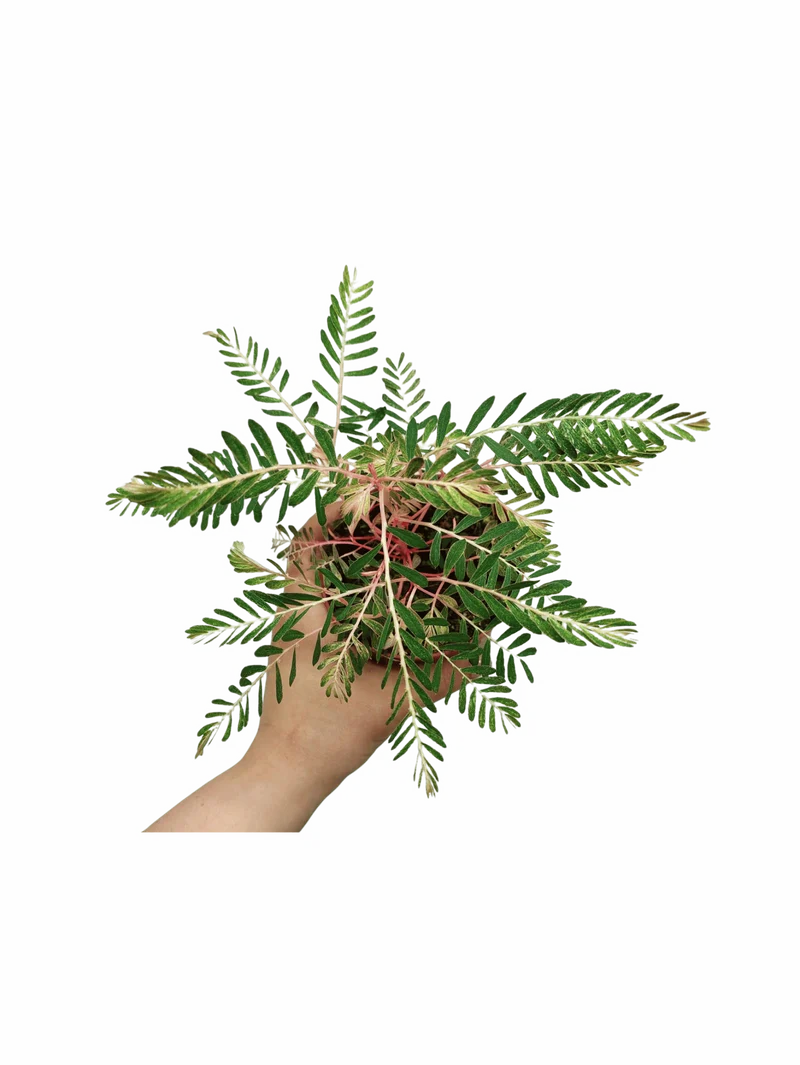 Phyllanthus Urinaria Variegata