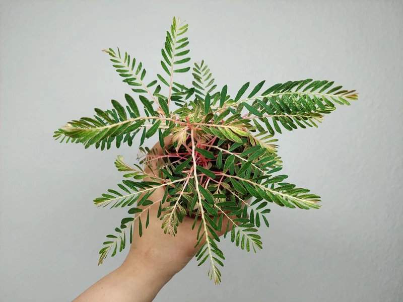 Phyllanthus Urinaria Variegata