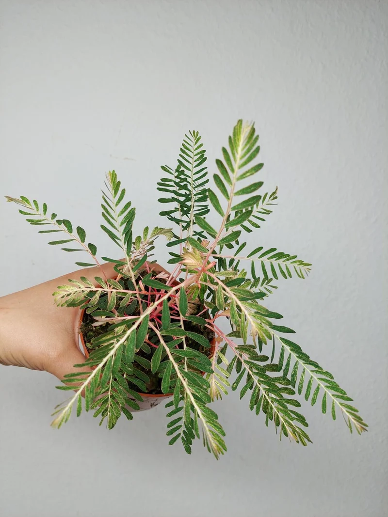 Phyllanthus Urinaria Variegata