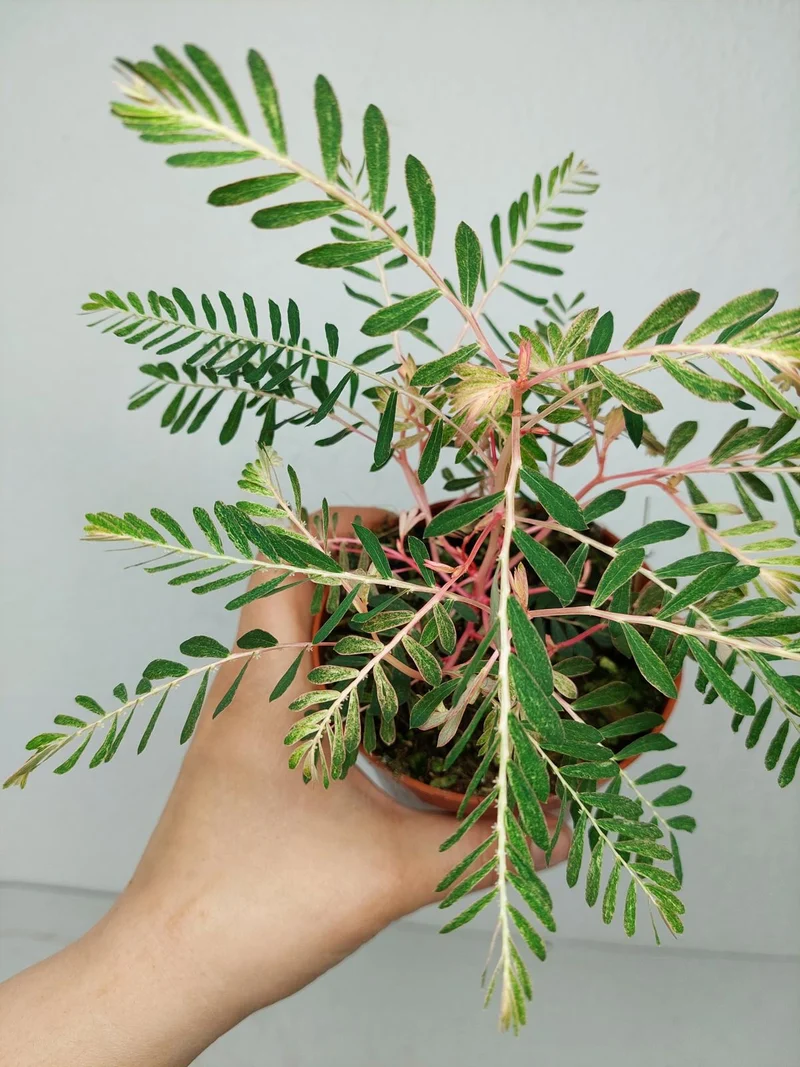 Phyllanthus Urinaria Variegata