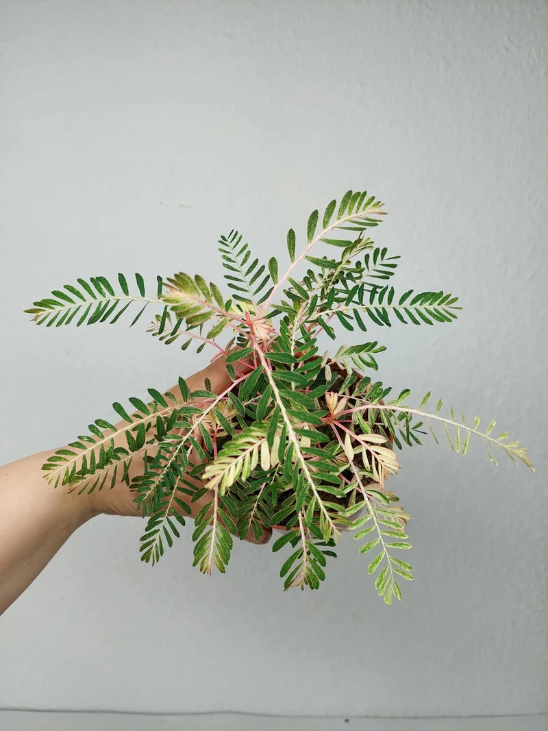 Phyllanthus Urinaria Variegata